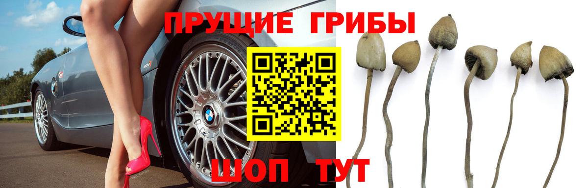 Галлюциногенные грибы прущие грибы  Вход с VPN  Заволжье 